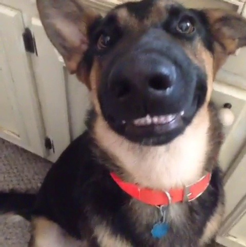 neonblak: babyanimalgifs:  this has made my day  I swear to god this is like one