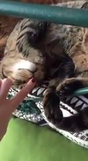 babyanimalgifs:The only correct way to react to a snoot booping