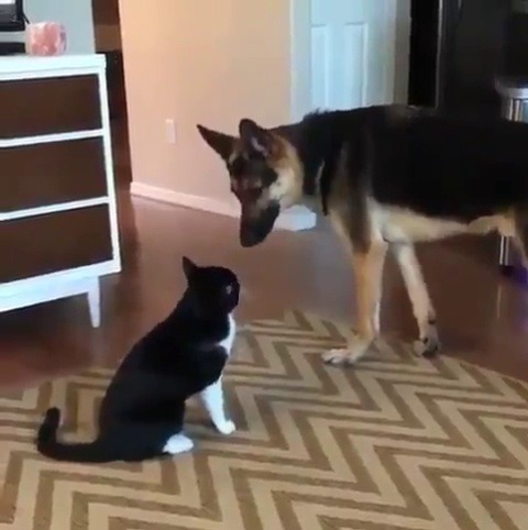 catgirl9696:  uglyassbitch42:  elliehopaunt: worth watching for the end  yo what tHE FUCK ¡   Interesting fact these two are playing but they are using play behaviors of their own species so they dont really “match up”! Dog - is “bowing” and