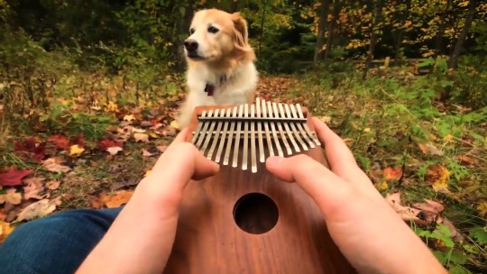 hogwartsconsultingtimelady:  magmashine: can’t help falling in love on a kalimba   This radiates calm 