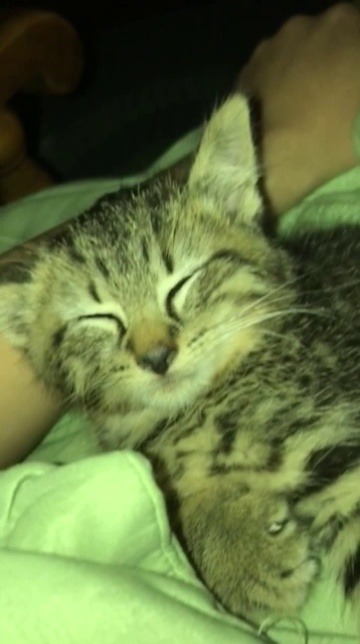coolcatgroup:  Do I have a kitten, or do I have a goat?? 🐐😸