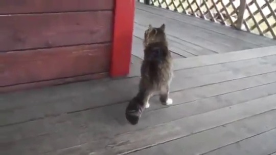 babyanimalgifs: Cat walk