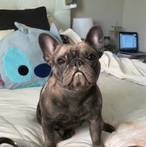 thesnobbyartsyblog:  tarynel:  thesnobbyartsyblog:  Son violated  Gotta give him up for adoption now 😭😭 lmfao  All the puppy wanted to do was shine lol 