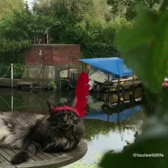 catsofinstagram:  From @louiswildlife: “When you are in the middle of filming an important scene for a wildwest movie 🎥 but a dog 🐶 on a SUP board spoils the scenery 🔊😼” #catsofinstagram [source: http://ift.tt/2i2AWr0 ]