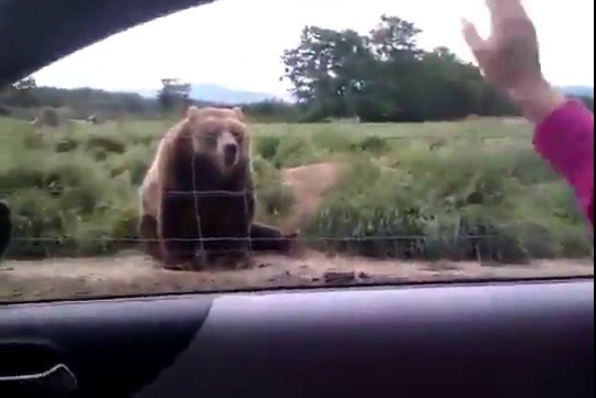 babyanimalgifs:  This is the friendliest bear on the planet