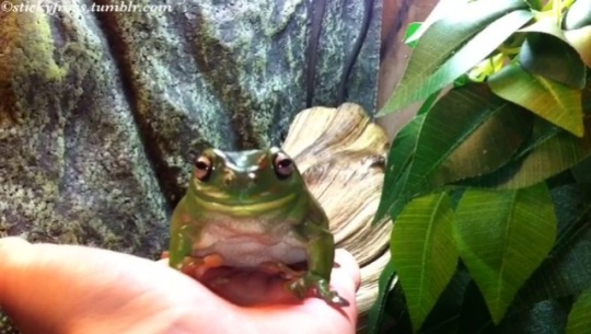 stickyfrogs:Gumby asks politely for the Hand-Taxi! (Voigt’s assistance is again