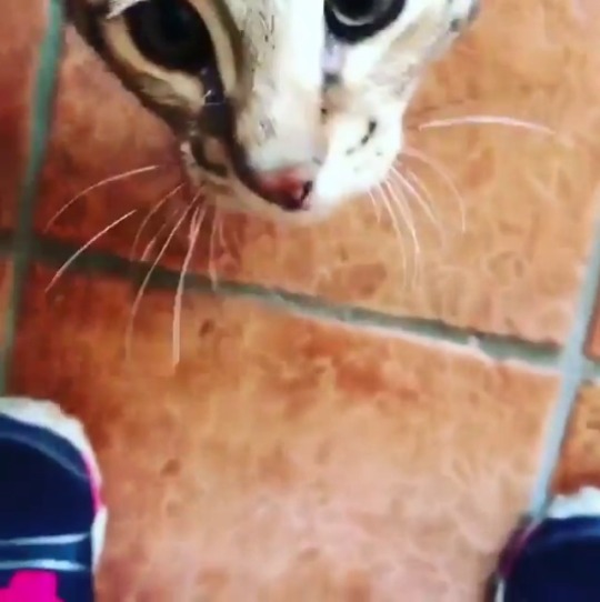 catsofinstagram:  From @oliver_rules_the_world: “This face 😻 That scream 😹” #catsofinstagram [source: http://ift.tt/2hfeZWu ]