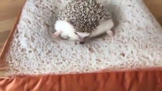 drawnbyaj:  babyanimalgifs: This hedgehog got stuck in a slice of bread  lol XD