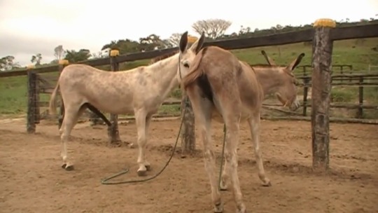 dat-stallion: donky’s mating with a wonderful view!