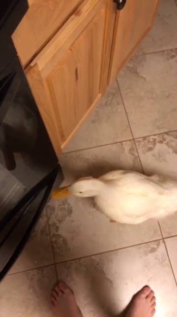 c-rowteeth:  neoperks: PEAS 🦆 thank you so so much for sharing this. this video is so important to me. i would sell my laptop, my house, and my sister for this duck. this video has enlightened me. i can continue living knowing such a being exists.