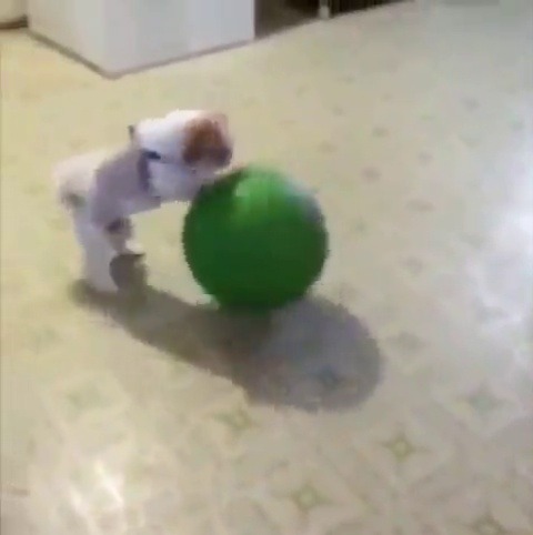 babyanimalgifs:  Steph Curry who?