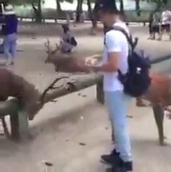 babyanimalgifs:  Japanese deers are so polite