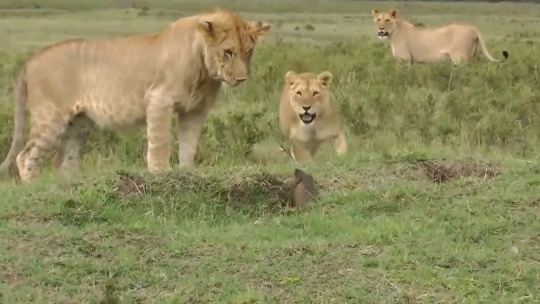 cryoverkiltmilk: ayumi-nemera:  bunjywunjy:  mockwa:   🐯    🐯    🐯    good morning everyone have an absolutely furious mongoose  It’s cuter when you recognize that the lion with visible spots is a juvenile. There’s a very high chance the