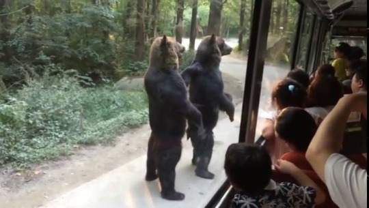 jacensolodjo:  stephanemiroux: thefingerfuckingfemalefury:  scotsdragon:  cydonianmystery:  virovac:  disgustinganimals:  brothernatures:    It took me give minutes of watching this on repeat to realize these bipedal megadogs weren’t verbally harassing