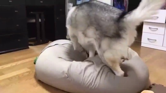 gif87a-com:Getting ready for bed [x]