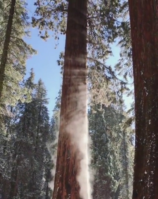 optically-aroused:   everchanginghorizon :: Strong sunlight after snow caused the trees to start steaming. An unexpected and magical moment.  