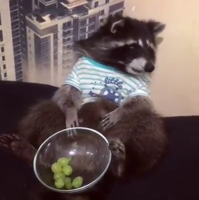 dailyraccoons:  (Source)