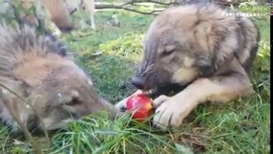 iridessence:  naamahdarling:  wolveswolves:  By Tanja Askani    Poor applewolf! She just wants her apple! Everyone please give her quiet!!!  omg let her live!