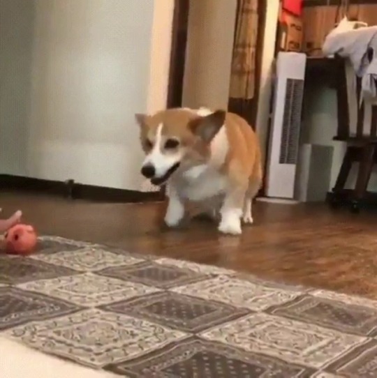 worldofcorgi:When you’re just too excited to get a new toy