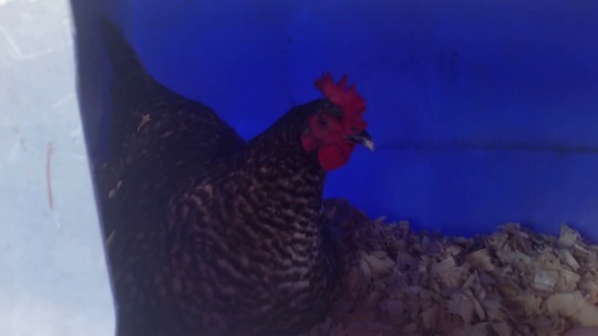 chickenkeeping: graynge: Broody scream. angry adult photos