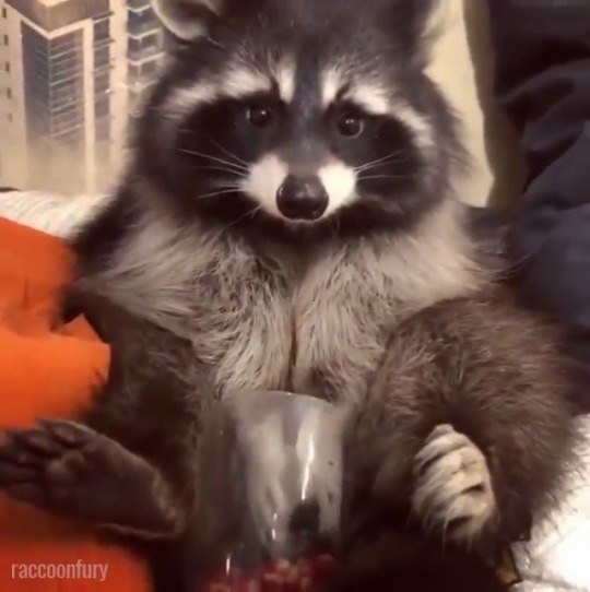 unclefather:  meetmeinchernobylexclusionzone:  plesht: not to be negative but someone really spent all that time and energy cutting open a pomegranate and then gave it to a (cute) raccoon? It’s called Love .   And him loves it 
