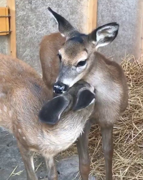 instagram:  Taking Care of Wildlife with @fuzzyfawn  To learn more about Fuzzy and