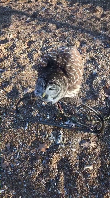 cjwhiteshizzle: Barred owls have one of the coolest calls!!   This is Jersey the BARRED owl, she’s a little over 20 years old and came to the world bird sanctuary as an aggressive imprint. With a little work she is now a vocal lovebug we use for a lot