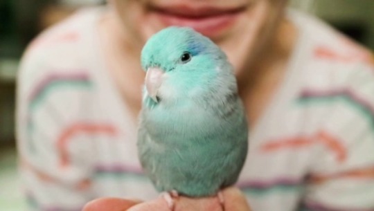 myfeatheredflock:  flashtheparrotlet: Just a little video I made for fun of some