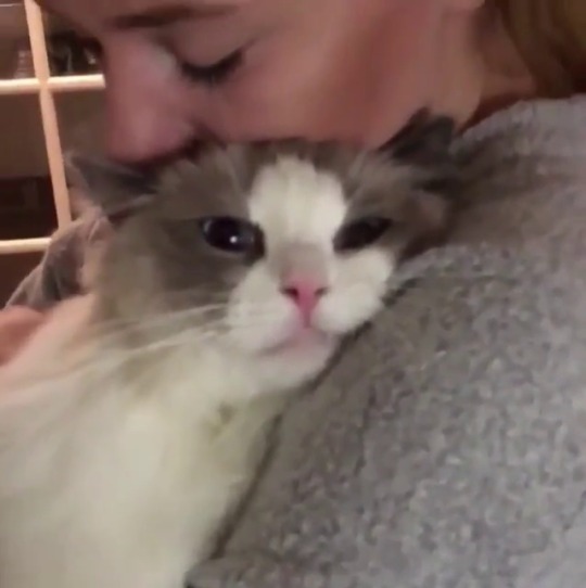catsofinstagram:  ‪From @louie.and.izabelle: “We Love you more for each day💙💙💙💙💙💙💙💙&quot;