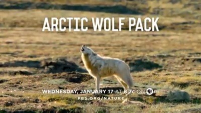 tariqah:  wlwkara:  wolveswolves: Two female Arctic wolves nursing pups together. As a behaviour it’s very rare and it’s the first time it has ever been filmed. [x]    The names too? Snow White and Black Spot…wow  