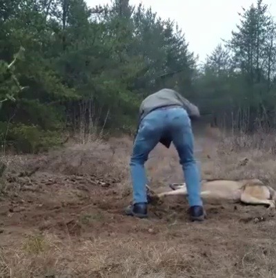 finofilipino: Rescatando a un lobo de un cepo. Huevos como bolas de billar. La que te puede liar un lobo herido es como para no contarla. 