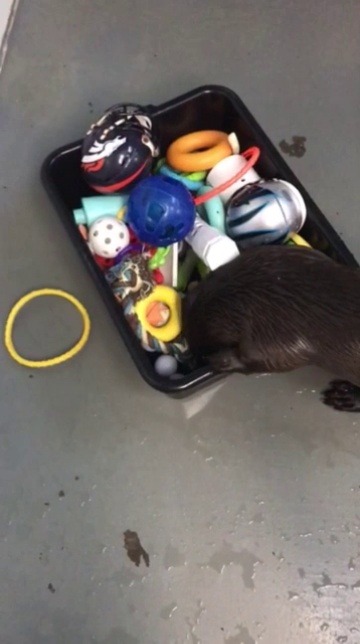 aquaristlifeforme:  Some days we just give them the whole bucket of toys so they
