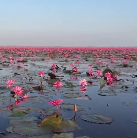 letmelickyounaked: marxferatu:   Red Lotus Sea, Thailand   The lotus flower is so beautiful in the sense it rises from complete darkness.  