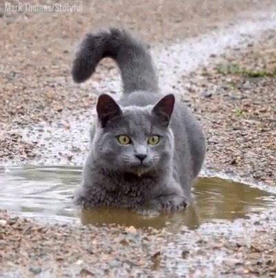 letslipthehounds: bruhita: you wet idiot Can someone who knows cats better than I do explain what the cat is doing when it looks like it’s starting to freak out? 
