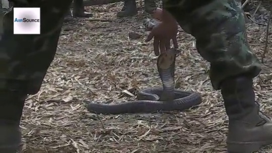finofilipino: Aprende a capturar una cobra. Lo meto la sección del cerebro en la