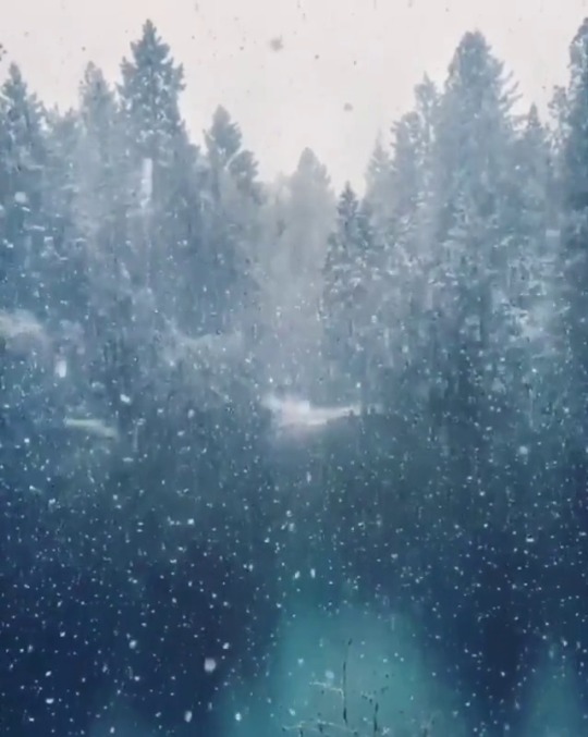 maureen2musings:  Snow was falling, so much like stars filling the dark trees…kathryn_dyer