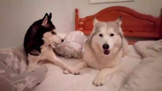 hayley566: animar-smol-of-elephants:  platinumsupa:  i’ll never not love how absolutely noisy huskies are. my grandma’s husky was the absolute angriest and whiniest monster anyones ever met and i loved her  they’re having a conversation   They’re
