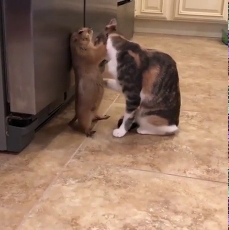 disgustinganimals:  coolcatgroup:  probaby-offensive-memes:  That’s the spot bb  uhhh why they have a pet prairie dog lmao   It’s amazing that prairie dogs seem universally into being groomed but I’ve never seen a video of one doing it for someone