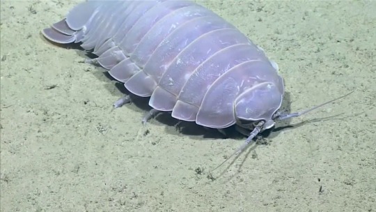 hussainthemvp:  rocketmermaid: Giant isopods are so cool but what’s with the sexy funk music most sexual motherfucker in the ocean.  