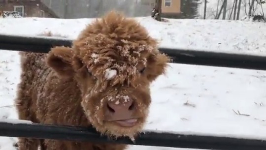 gogh-save-the-bees: Baby Highland Cow 🐮 source  (do not delete)