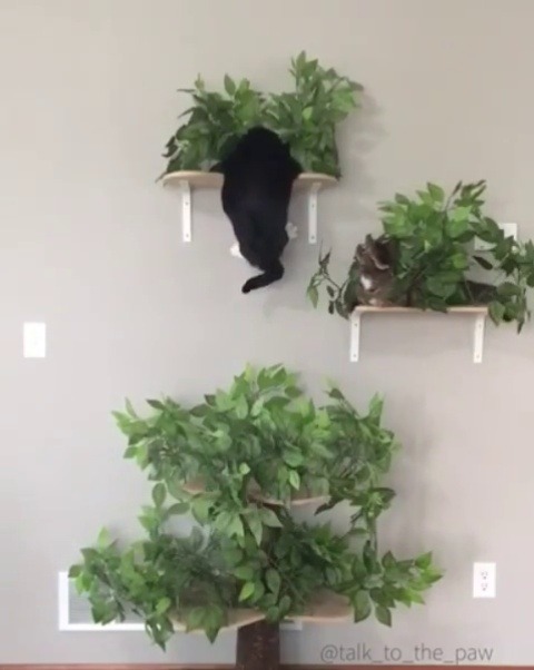 catsofinstagram:  From @talk_to_the_paw: “I couldn’t decide whether or not to tell my brother @OsvaldTheNorse whether he should ‘Hang in there!’ or just laugh and tell him ‘You missed!’" #twitterweek #catsofinstagram [source: http://ift.tt/2E5OEYc