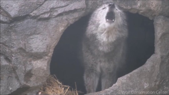 manc-inquisitive: theonsetofgay:  ayellowbirds: wolf gently howling, rain pouring, thunder crashing. This is so dang soothing…. This is entirely my aesthetic    @johnniewaswolf  💙💙💙