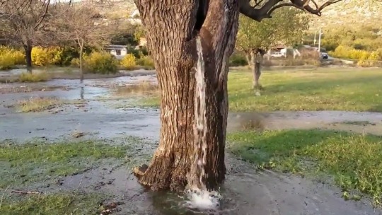 keiseravendimensjonukjent3:  Water springs out of the Mulberry tree at Dinoša, Montenegro.For the last two decades, during the spring floods, the water has been running out of this old mulberry tree in a village of Dinoša in Montenegro.   