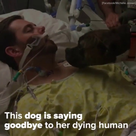 babyanimalgifs: this broke my heart into a million pieces via @buzzfeednews 