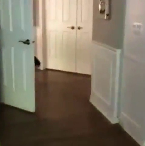 almondkittie:  babyanimalgifs:  He can’t wait to go to doggy school…  This is the best thing  