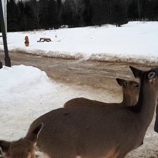 missbennieandthejets:  Deer Friends 🦌  Hi, Friends!