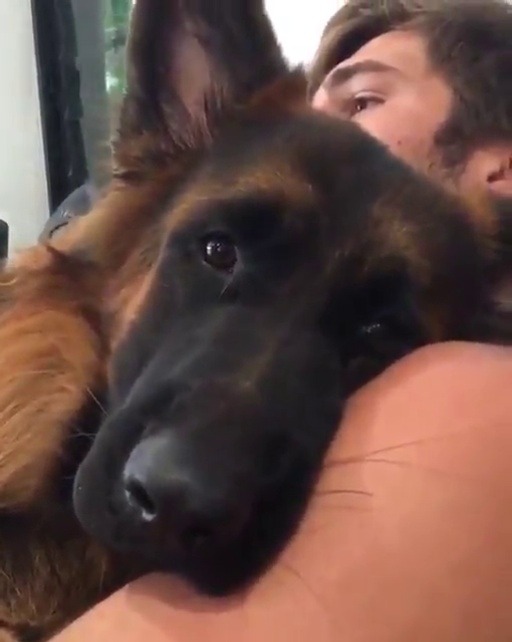 animalrates:  A dog can NEVER be too big to be a lapdog. 14/10 too cute for words.