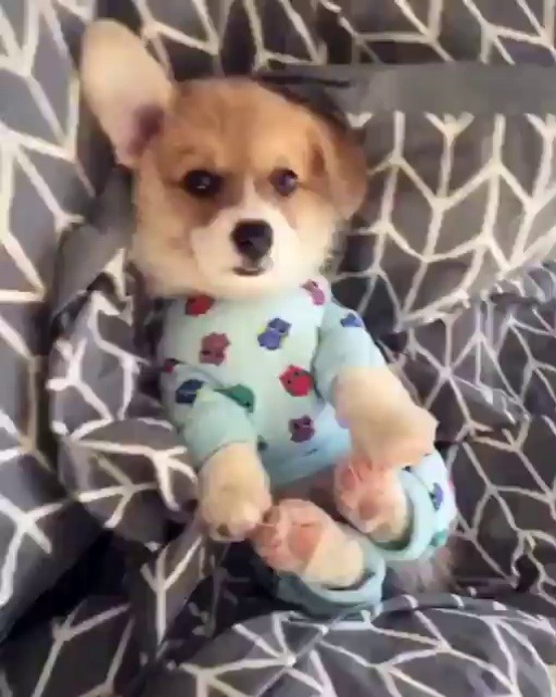babyanimalgifs:  my future child