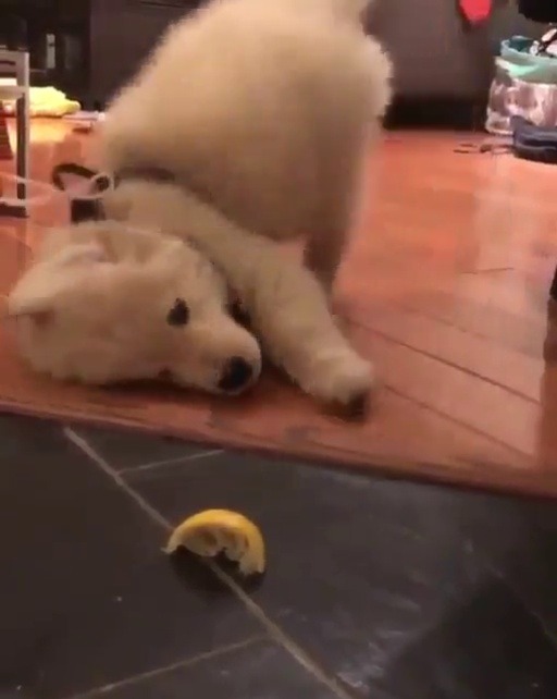 babyanimalgifs:  warning: lemon can cause your puppy to short circuit and voids the warranty