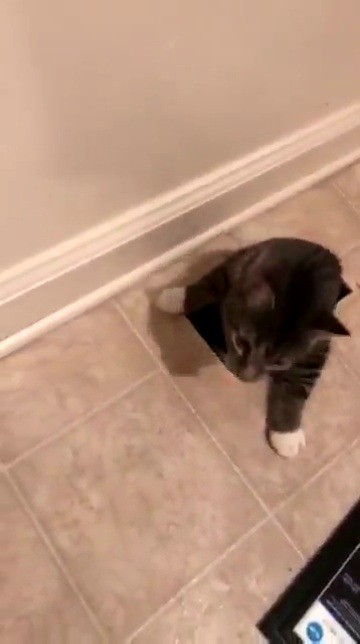 towerofglass:fuzzd:  lord-kitschener:  rnoonpie:  thenatsdorf: “1. I don’t have a cat. 2. I DON’T HAVE A CAT.” (via brenaclifton) you do now   Congrats on your new cat   This is how owners get their cats.   i clicked the source and… it’s